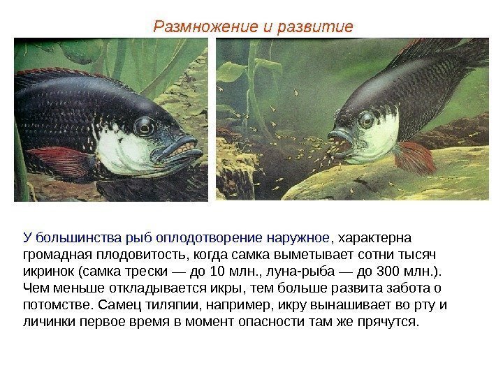 У большинства рыб оплодотворение наружное , характерна громадная плодовитость, когда самка выметывает сотни тысяч