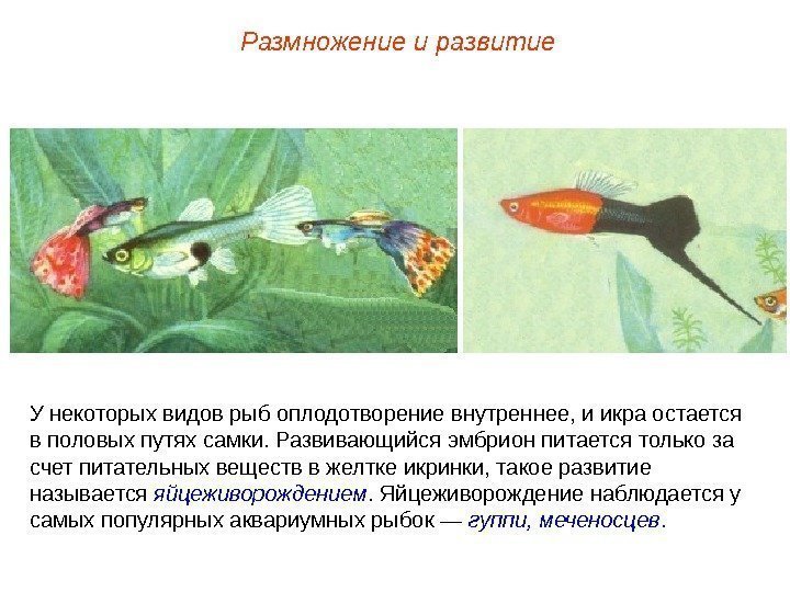 У некоторых видов рыб оплодотворение внутреннее, и икра остается в половых путях самки. Развивающийся