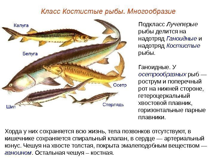 Подкласс Лучеперые  рыбы делится на надотряд  Ганоидные и надотряд  Костистые 
