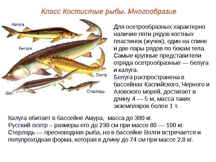 Для осетрообразных характерно наличие пяти рядов костных пластинок (жучек), один на спине и две