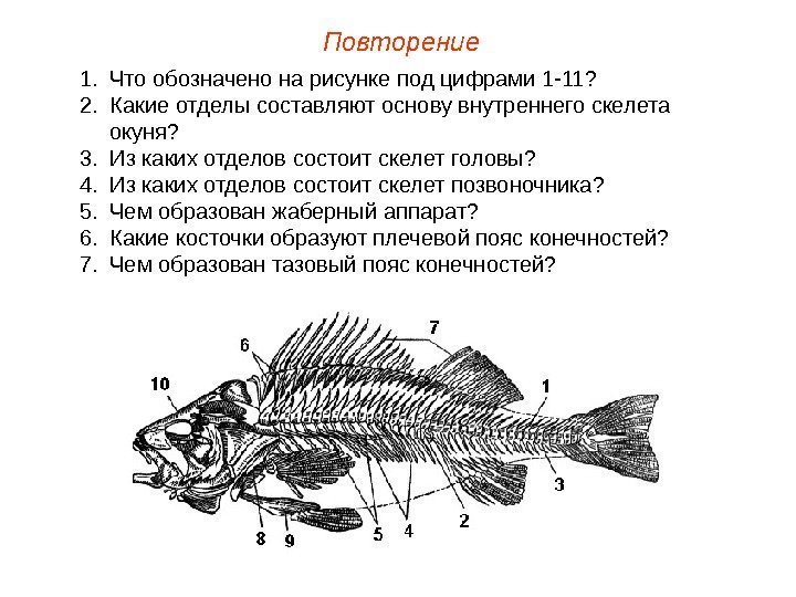 Повторение 1. Что обозначено на рисунке под цифрами 1 -11? 2. Какие отделы составляют