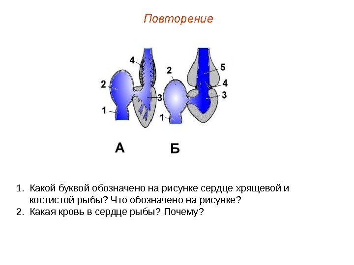 Повторение 1. Какой буквой обозначено на рисунке сердце хрящевой и костистой рыбы? Что обозначено