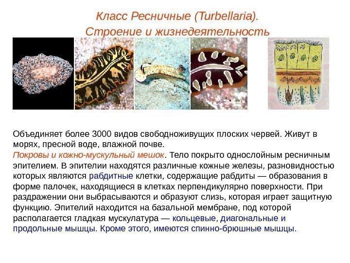 Класс Ресничные (Turbellaria). Строение и жизнедеятельность Объединяет более 3000 видов свободноживущих плоских червей. Живут