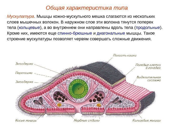 Общая характеристика типа Мускулатура.  Мышцы кожно-мускульного мешка слагаются из нескольких слоев мышечных волокон.