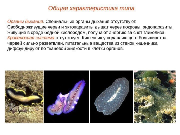 Общая характеристика типа Органы дыхания.  Специальные органы дыхания отсутствуют.  Свободноживущие черви и