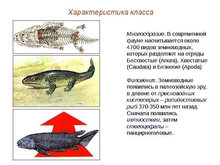 Характеристика класса Многообразие. В современной фауне насчитывается около 4700 видов земноводных,  которых разделяют