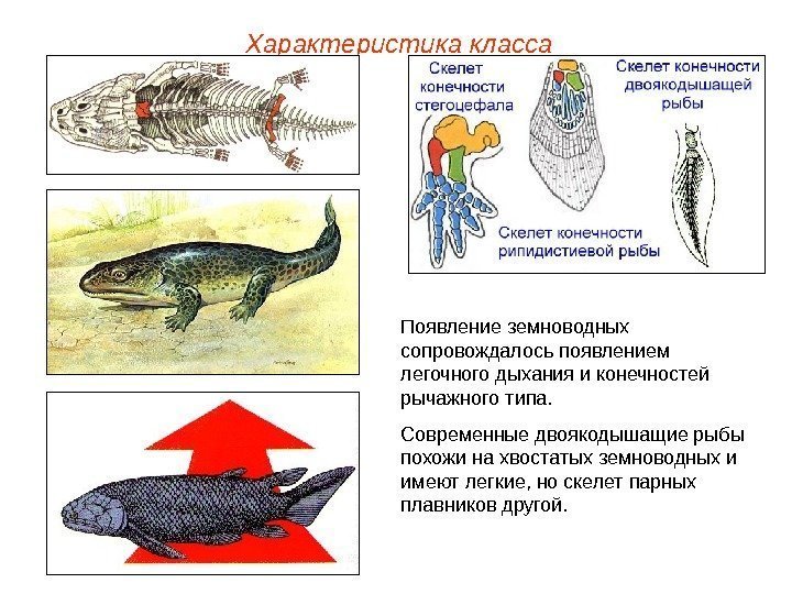 Характеристика класса Появление земноводных сопровождалось появлением легочного дыхания и конечностей рычажного типа. Современные двоякодышащие