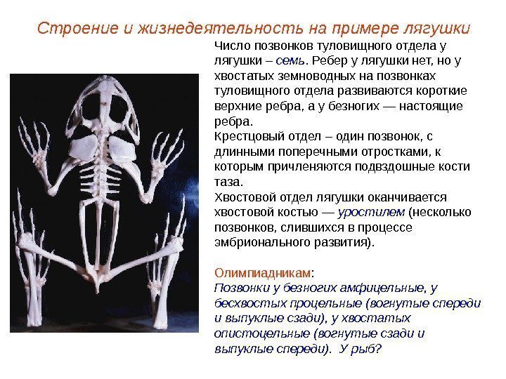 Число позвонков туловищного отдела у лягушки – семь. Ребер у лягушки нет, но у