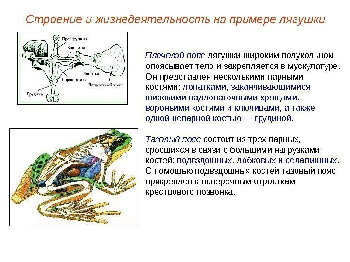 Плечевой пояс лягушки широким полукольцом опоясывает тело и закрепляется в мускулатуре.  Он представлен