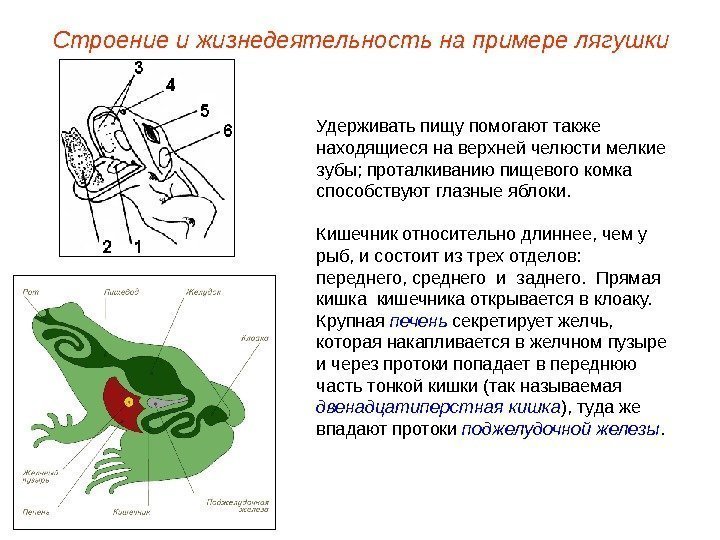 Удерживать пищу помогают также находящиеся на верхней челюсти мелкие зубы; проталкиванию пищевого комка способствуют