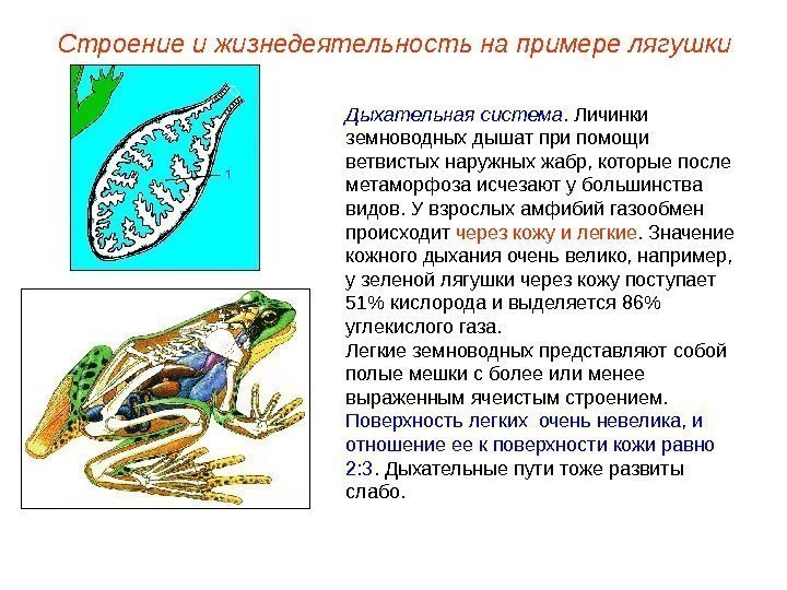 Дыхательная система. Личинки земноводных дышат при помощи ветвистых наружных жабр, которые после метаморфоза исчезают