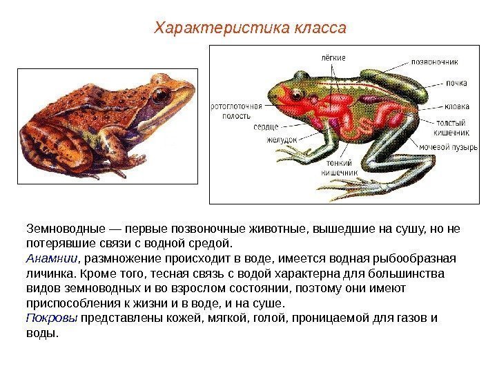 Характеристика класса Земноводные — первые позвоночные животные, вышедшие на сушу, но не потерявшие связи