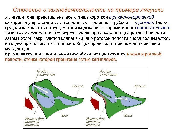 У лягушки они представлены всего лишь короткой трахейно-гортанной  камерой, а у представителей хвостатых