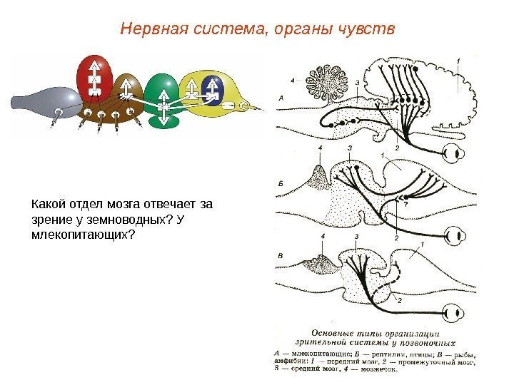 Какой отдел  мозга отвечает за зрение у земноводных? У млекопитающих? Нервная система, органы