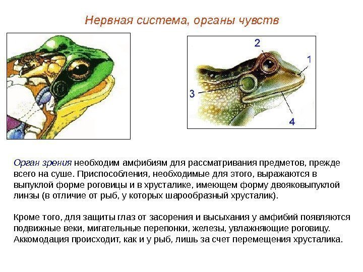 Орган зрения необходим амфибиям для рассматривания предметов, прежде всего на суше. Приспособления, необходимые для