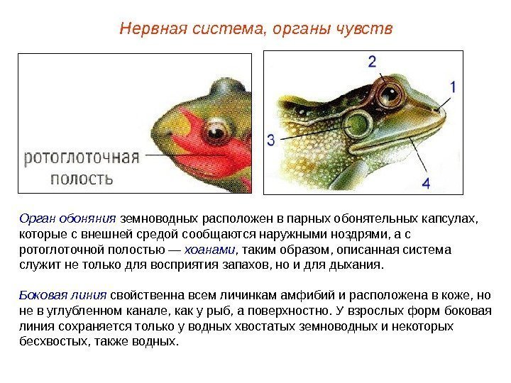 Орган обоняния  земноводных расположен в парных обонятельных капсулах,  которые с внешней средой