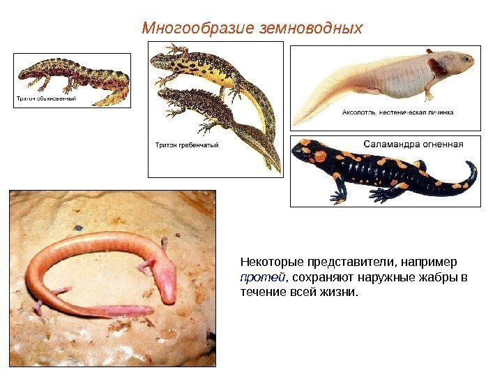 Многообразие земноводных Некоторые представители, например протей , сохраняют наружные жабры в течение всей жизни.