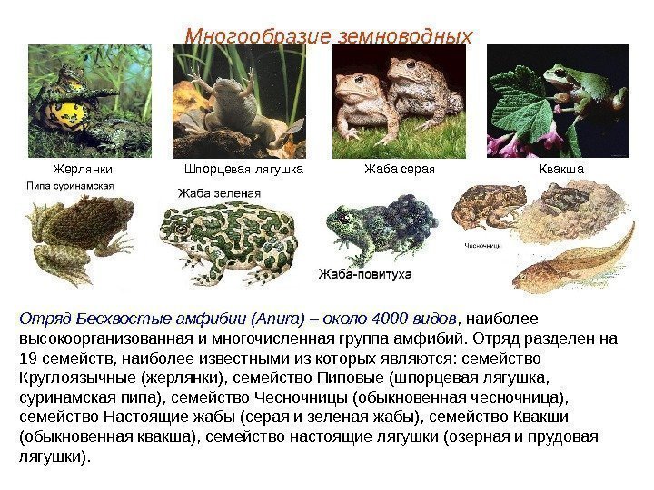 Многообразие земноводных Отряд Бесхвостые амфибии (Anura) – около 4000 видов ,  наиболее высокоорганизованная