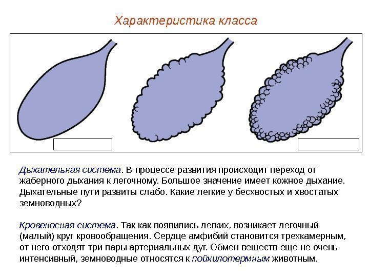 Характеристика класса Дыхательная система. В процессе развития происходит переход от жаберного дыхания к легочному.