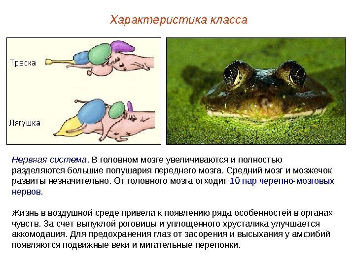 Характеристика класса Нервная система.  В головном мозге увеличиваются и полностью разделяются большие полушария