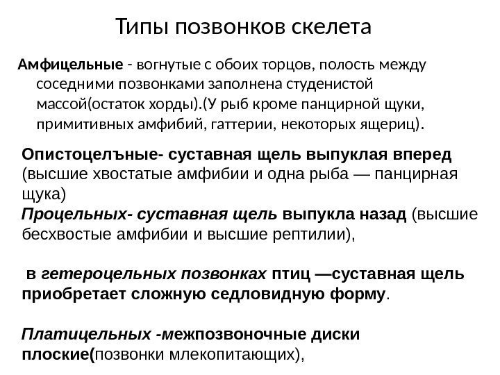 Типы позвонков скелета Амфицельные - вогнутые с обоих торцов, полость между соседними позвонками заполнена