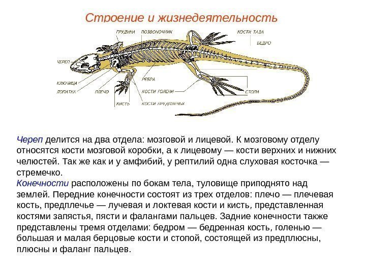 Строение и жизнедеятельность Череп делится на два отдела: мозговой и лицевой. К мозговому отделу