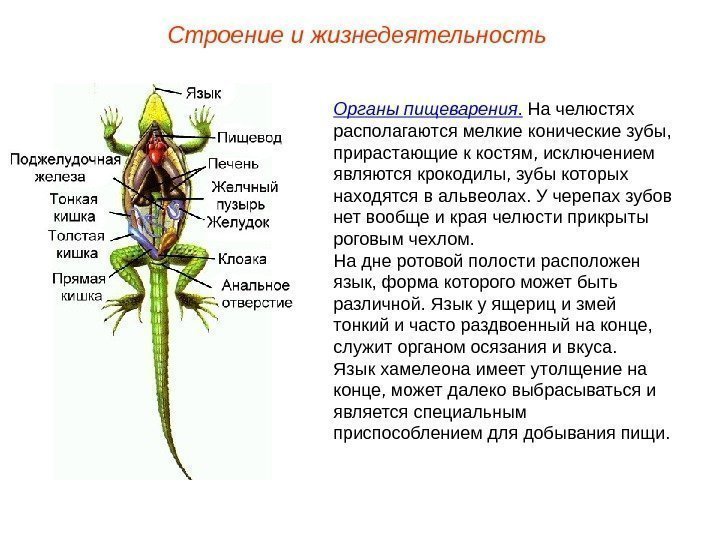 Строение и жизнедеятельность Органы пищеварения.  На челюстях располагаются мелкие конические зубы,  прирастающие