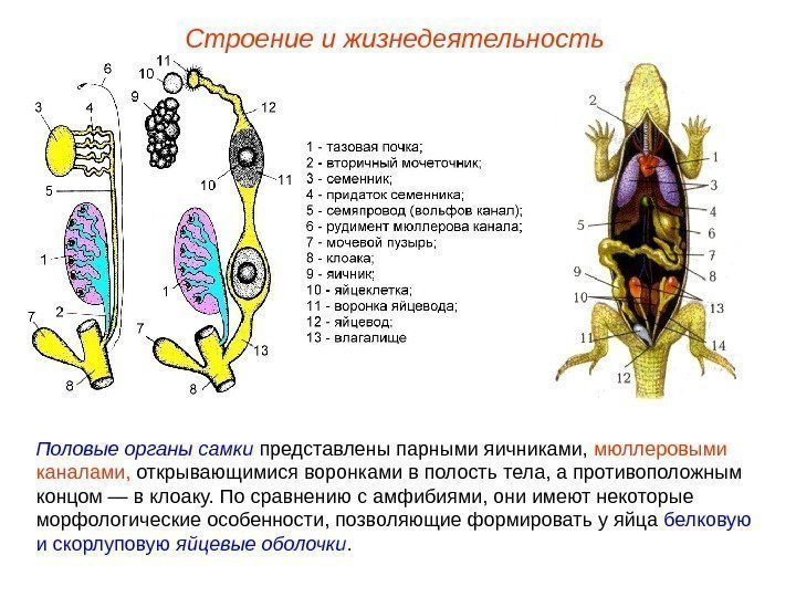 Строение и жизнедеятельность Половые органы самки представлены парными яичниками,  мюллеровыми каналами,  открывающимися