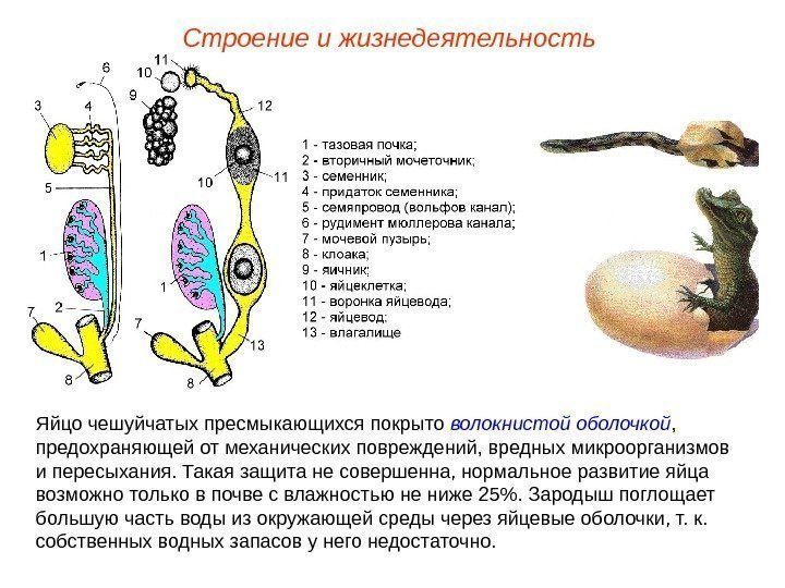 Строение и жизнедеятельность Яйцо чешуйчатых пресмыкающихся покрыто волокнистой оболочкой ,  предохраняющей от механических
