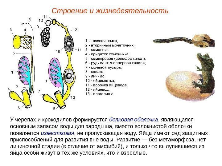 Строение и жизнедеятельность У черепах и крокодилов формируется белковая оболочка , являющаяся основным запасом