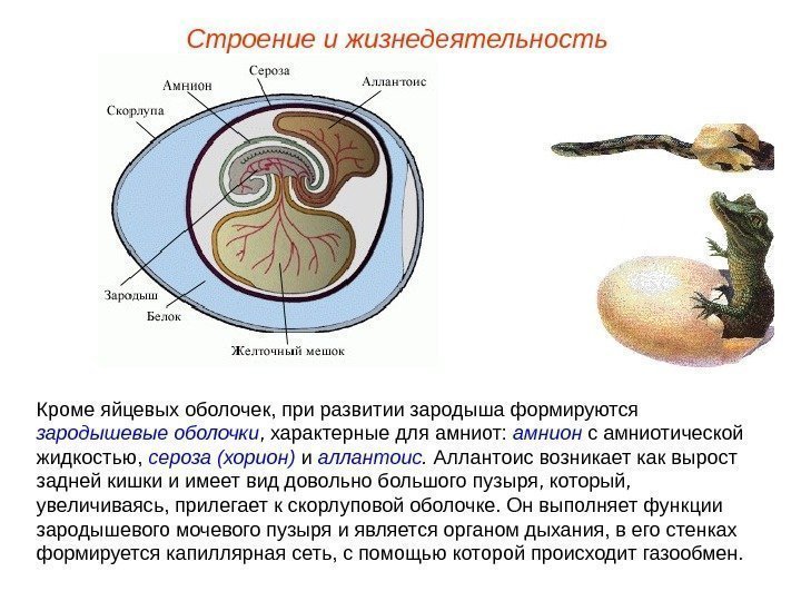 Строение и жизнедеятельность Кроме яйцевых оболочек, при развитии зародыша формируются зародышевые оболочки , характерные