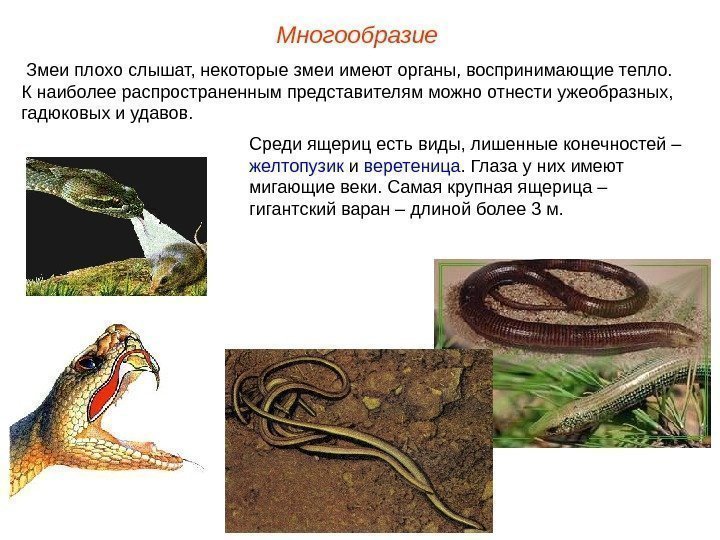 Многообразие  Змеи плохо слышат, некоторые змеи имеют органы, воспринимающие тепло.  К наиболее