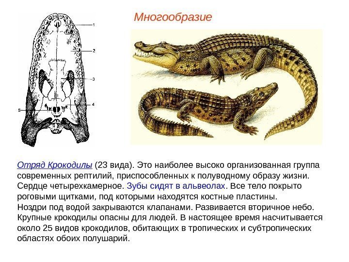 Многообразие Отряд Крокодилы (23 вида). Это наиболее высоко организованная группа современных рептилий, приспособленных к
