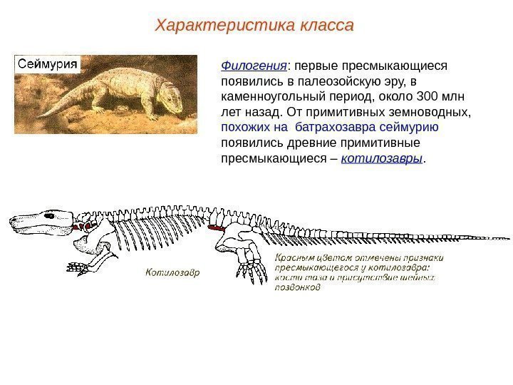 Характеристика класса Филогения : первые пресмыкающиеся появились в палеозойскую эру, в каменноугольный период, около