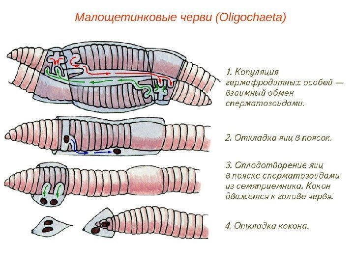 Малощетинковые черви (Oligochaeta) 