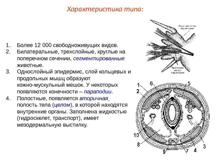 1. Более 12 000 свободноживущих видов. 2. Билатеральные, трехслойные, круглые на поперечном сечении, 