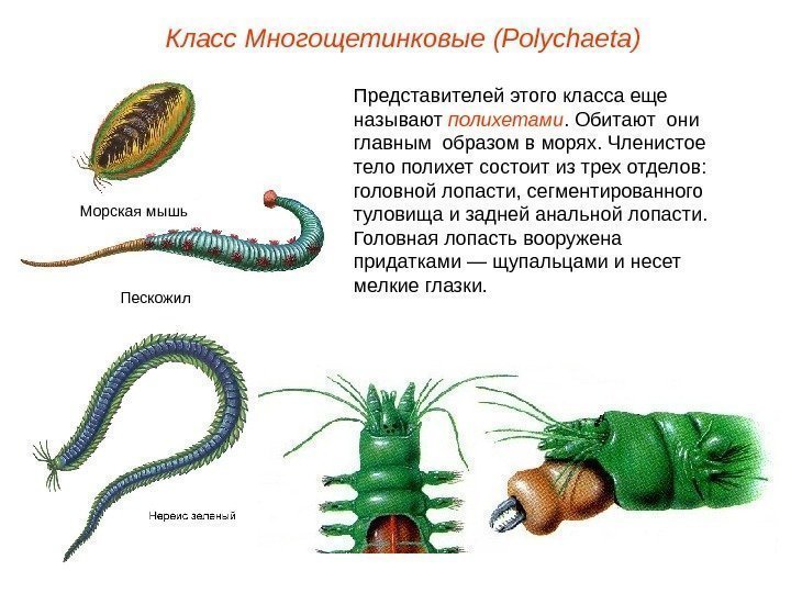 Класс Многощетинковые (Polуchaeta) Представителей этого класса еще называют полихетами. Обитают они  главным образом