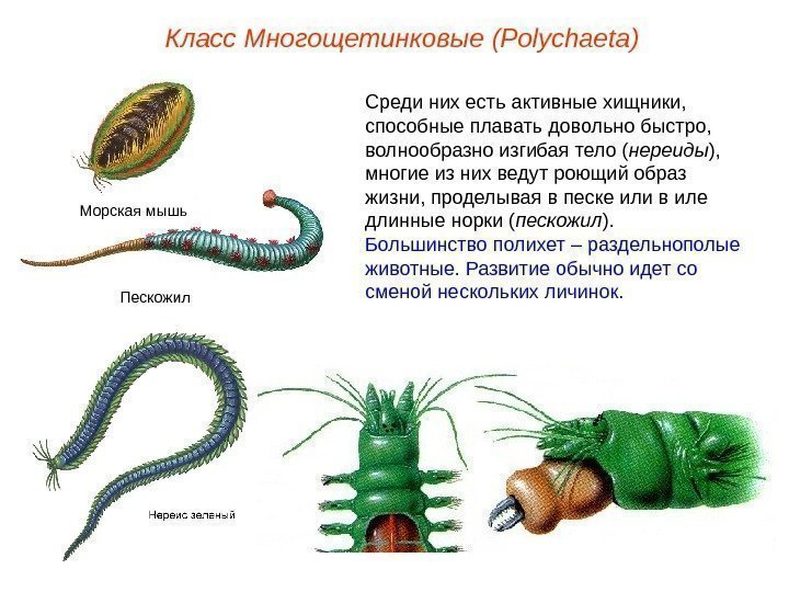 Класс Многощетинковые (Polуchaeta) Среди них есть активные хищники,  способные плавать довольно быстро, 