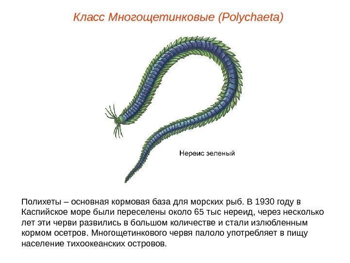 Полихеты – основная кормовая база для морских рыб. В 1930 году в Каспийское море