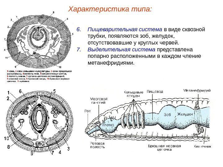 6. Пищеварительная система в виде сквозной трубки,  появляются зоб, желудок ,  отсутствовавшие