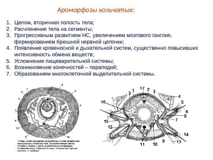 Ароморфозы кольчатых: 1. Целом, вторичная полость тела; 2. Расчленение тела на сегменты; 3. Прогрессивным