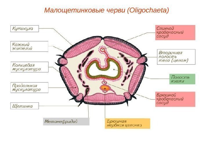 Малощетинковые черви (Oligochaeta) 