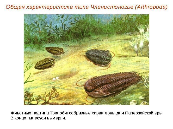 Общая характеристика типа Членистоногие (Arthropoda) Животные подтипа Трилобитообразные характерны для Палеозойской эры.  В