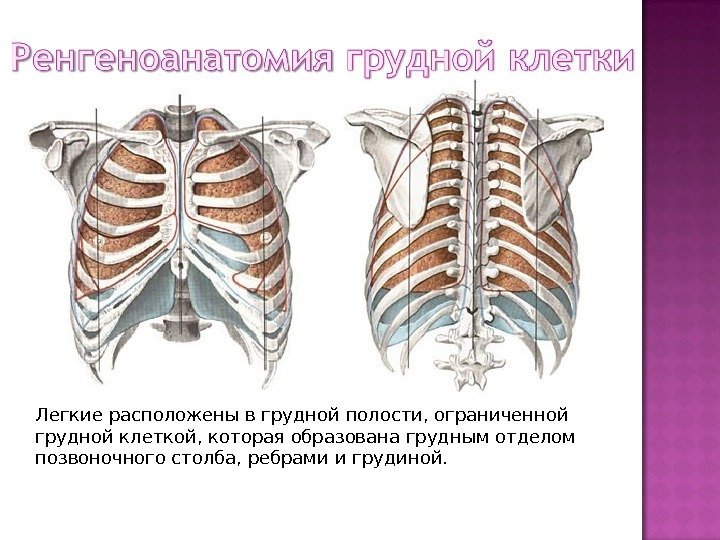 Легкие расположены в грудной полости, ограниченной грудной клеткой, которая образована грудным отделом позвоночного столба,