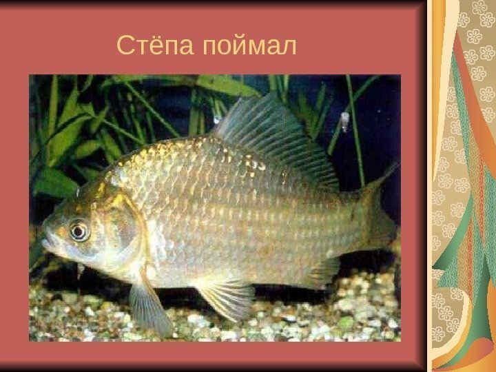 Стёпа поймал  