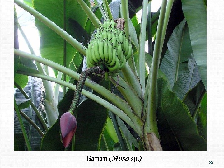 Банан ( Musa sp. ) 20 
