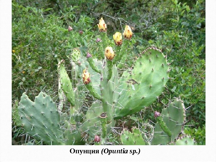 Опунция  ( Opuntia sp. ) 