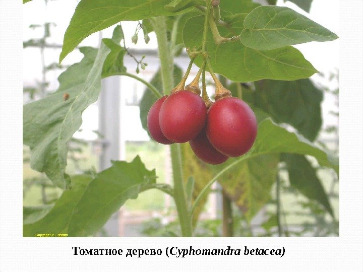 Томатное дерево ( Cyphomandra betacea ) 