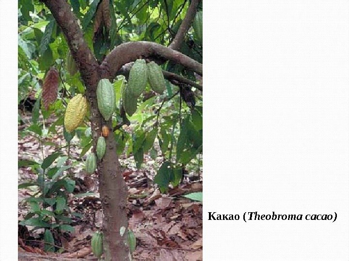 Какао ( Theobroma cacao ) 