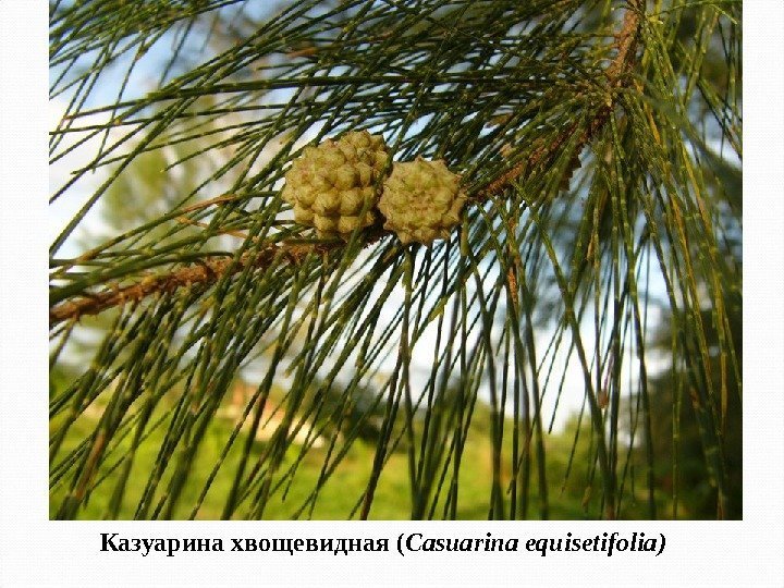 Казуарина хвощевидная ( Casuarina equisetifolia )  